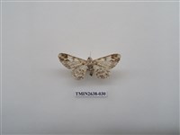 藏品(尺蛾165)的圖片